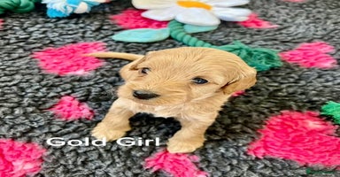 Cockapoo dogs - Advert 7