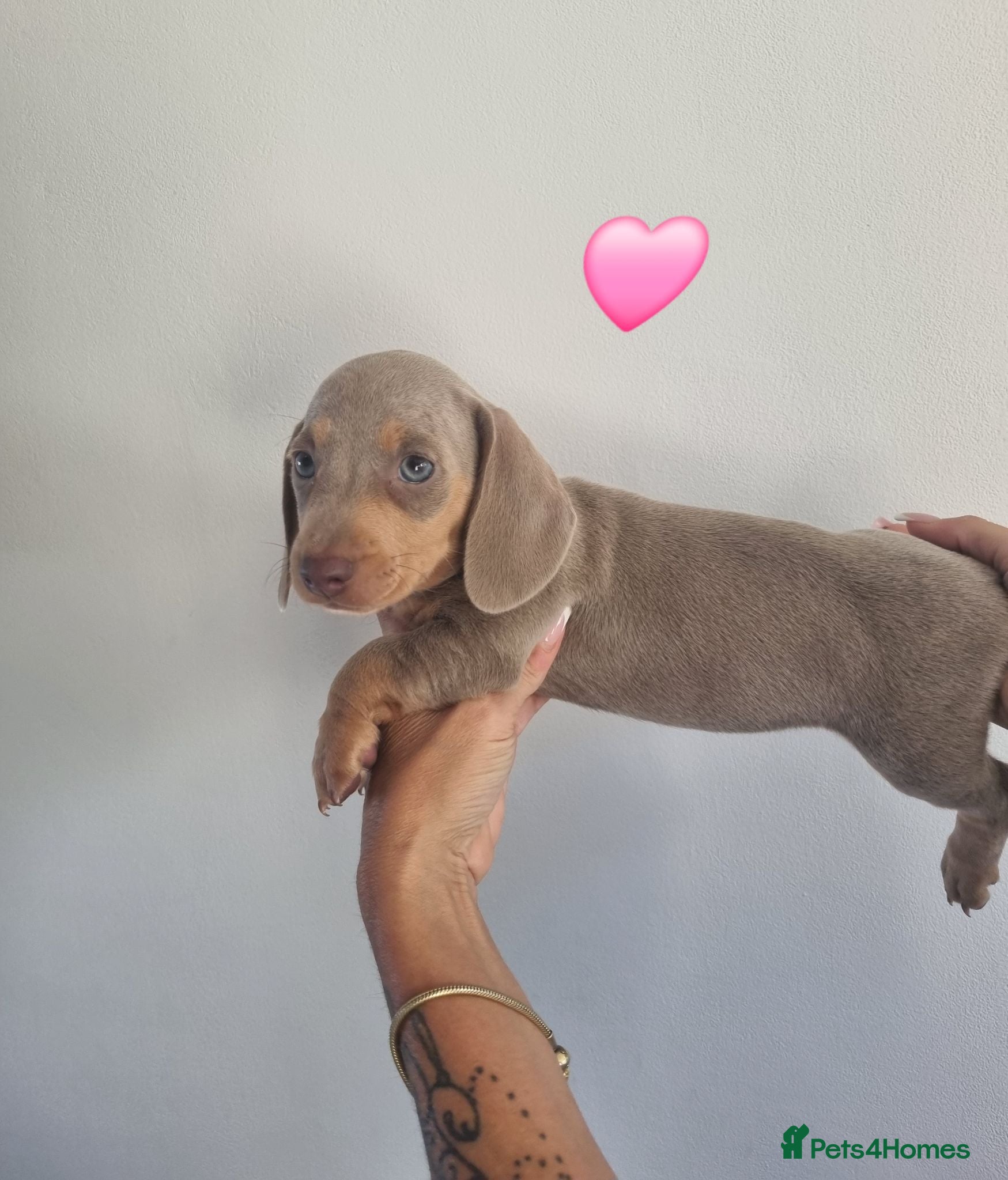 Dachshund dogs Miniature smooth daschund pups - Advert 18