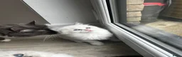 Ragdoll cats for sale: 1 handsome Ragdoll kitten left  - Advert 1