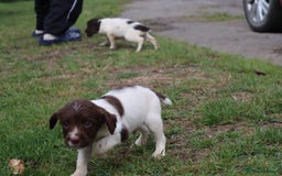 English Springer Spaniel dogs for sale: 2 Lovely Male Springer Spaniels - Image 9
