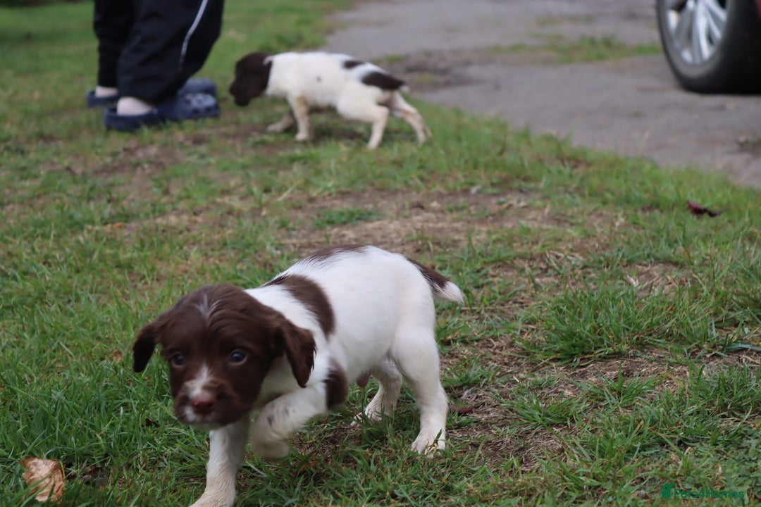 English Springer Spaniel dogs for sale: 2 Lovely Male Springer Spaniels - Image 9