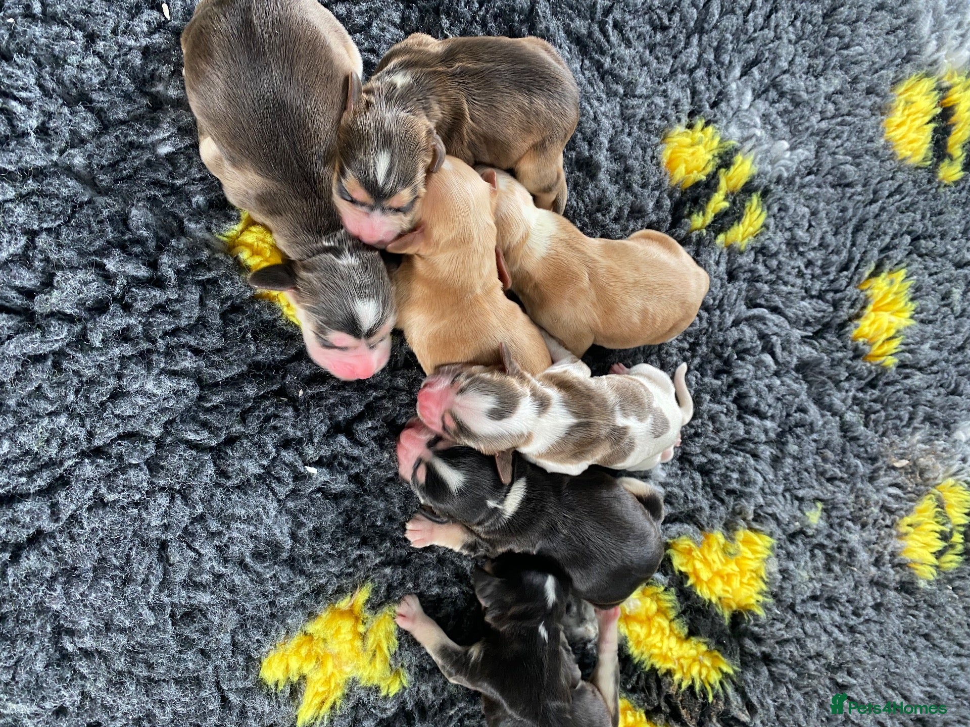 Cocker Spaniel dogs Puppies have arrived. Show KC reg health tested  - Advert 2