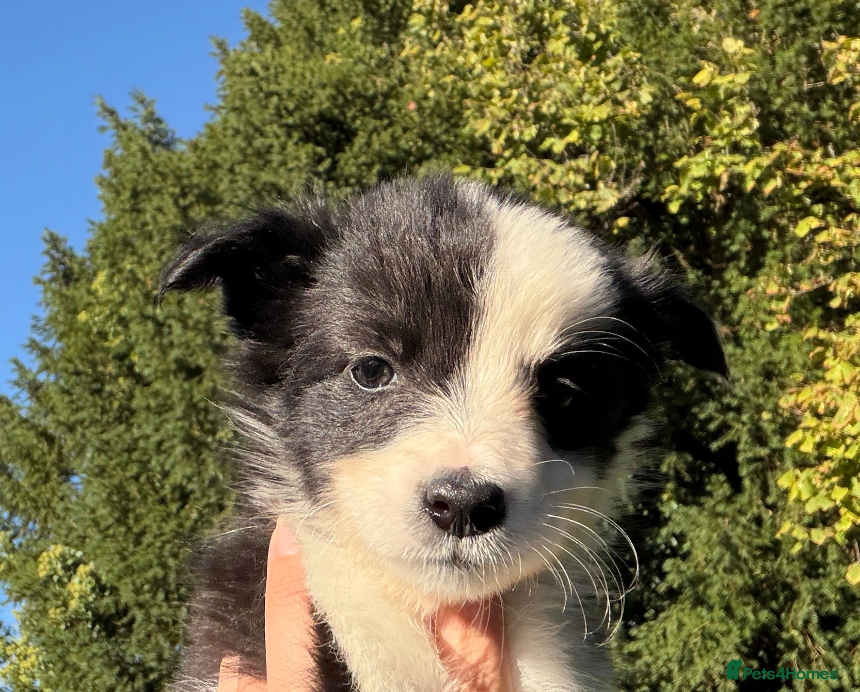 Border Collie dogs Freyasway Border Collie Puppies - Advert 2