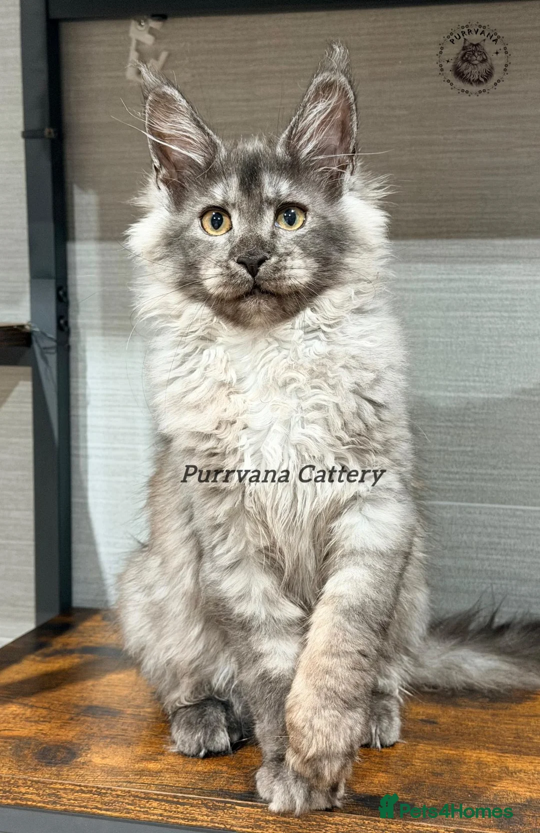 Maine Coon cats for sale: TICA registered Maine coon kittens READY NOW - Advert 16