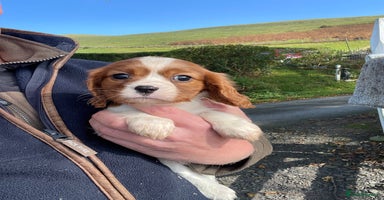 Cavalier King Charles Spaniel dogs - Advert 9