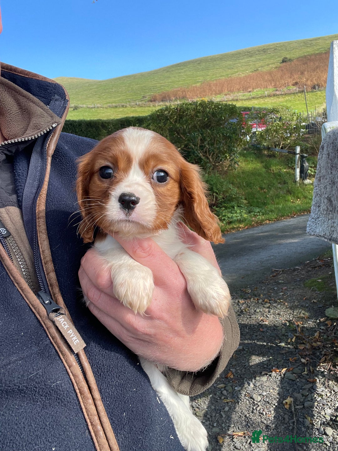 Cavalier King Charles Spaniel dogs for sale: King Charles cavalier puppies  - Image 3