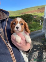 Cavalier King Charles Spaniel dogs - Advert 9