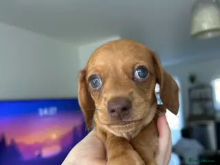 Miniature Dachshund dogs 2 Smooth Coat Mini Dachshund Puppies - ready 20.03 - Advert 16