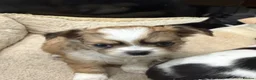 Chihuahua dogs for sale: 4 gorgeous chihuahua puppies - Advert 14