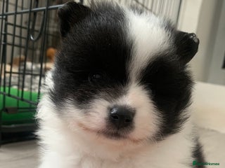 Pomeranian dogs - Advert 8