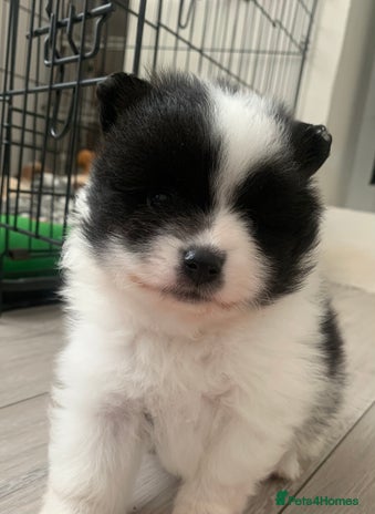 Pomeranian dogs - Advert 2