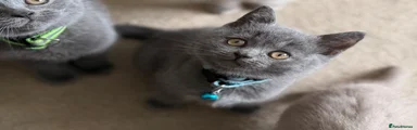 British Shorthair blue boy - blue coller SOLD