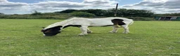 Paint horses for sale: Lola cob x paint  - Advert 7