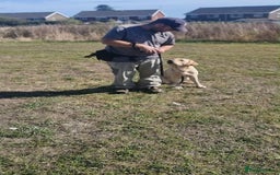 Labrador Retriever dogs for sale: Quinn - Image 4