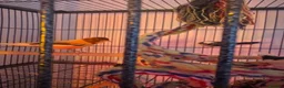 Finches birds for sale: 5 finches and 1 Canary  - Advert 1