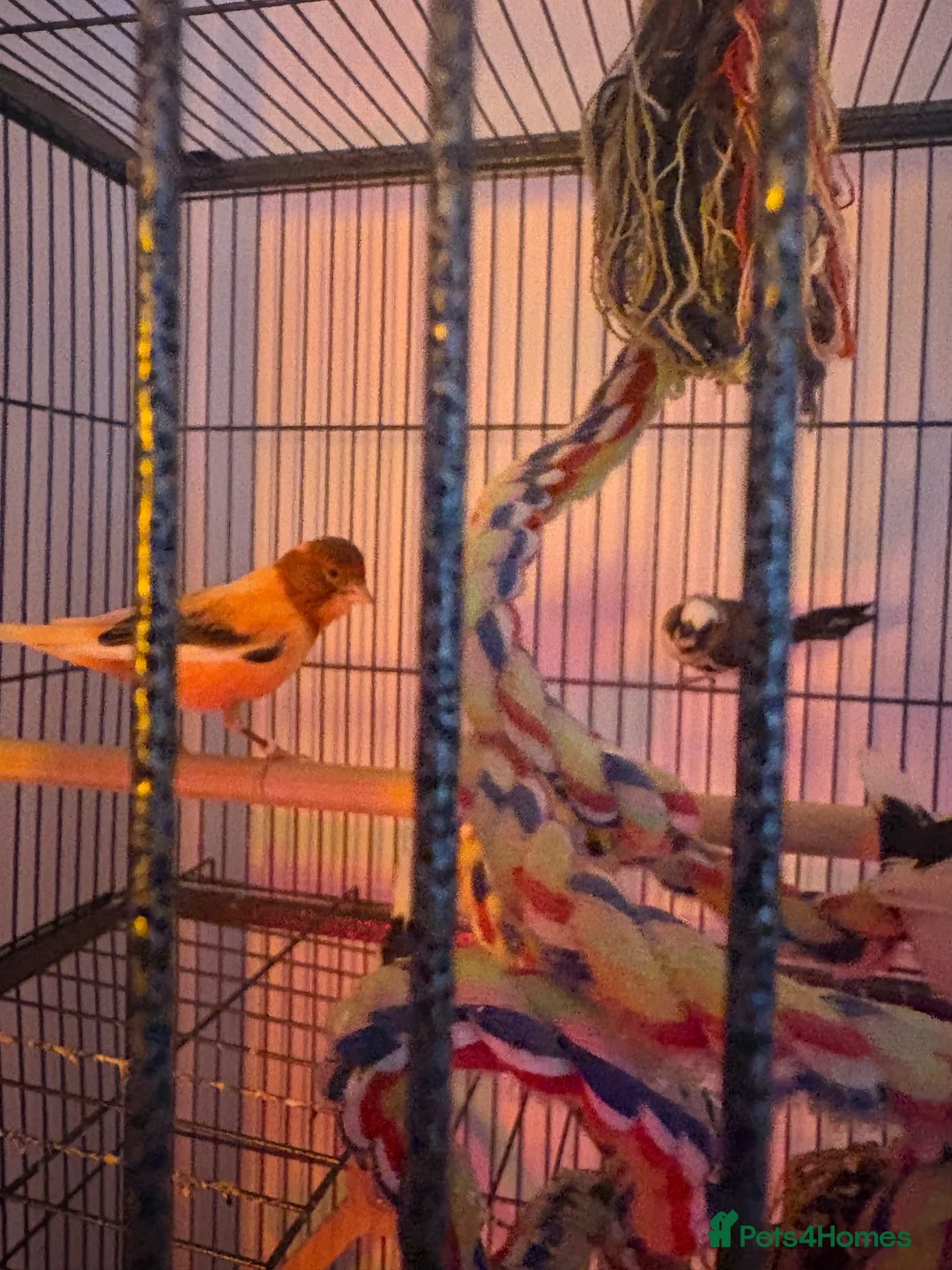 Finches birds for sale: 5 finches and 1 Canary  - Advert 1