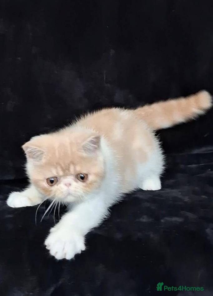 Exotic cats Stunning exotic/persian kittens - Advert 4