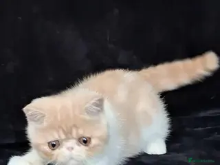 Exotic cats Stunning exotic/persian kittens - Advert 1