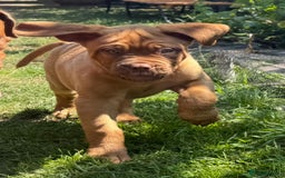 Dogue De Bordeaux dogs for sale: Ready now. KC Registered Dogue de Bordeaux Puppies - Image 1