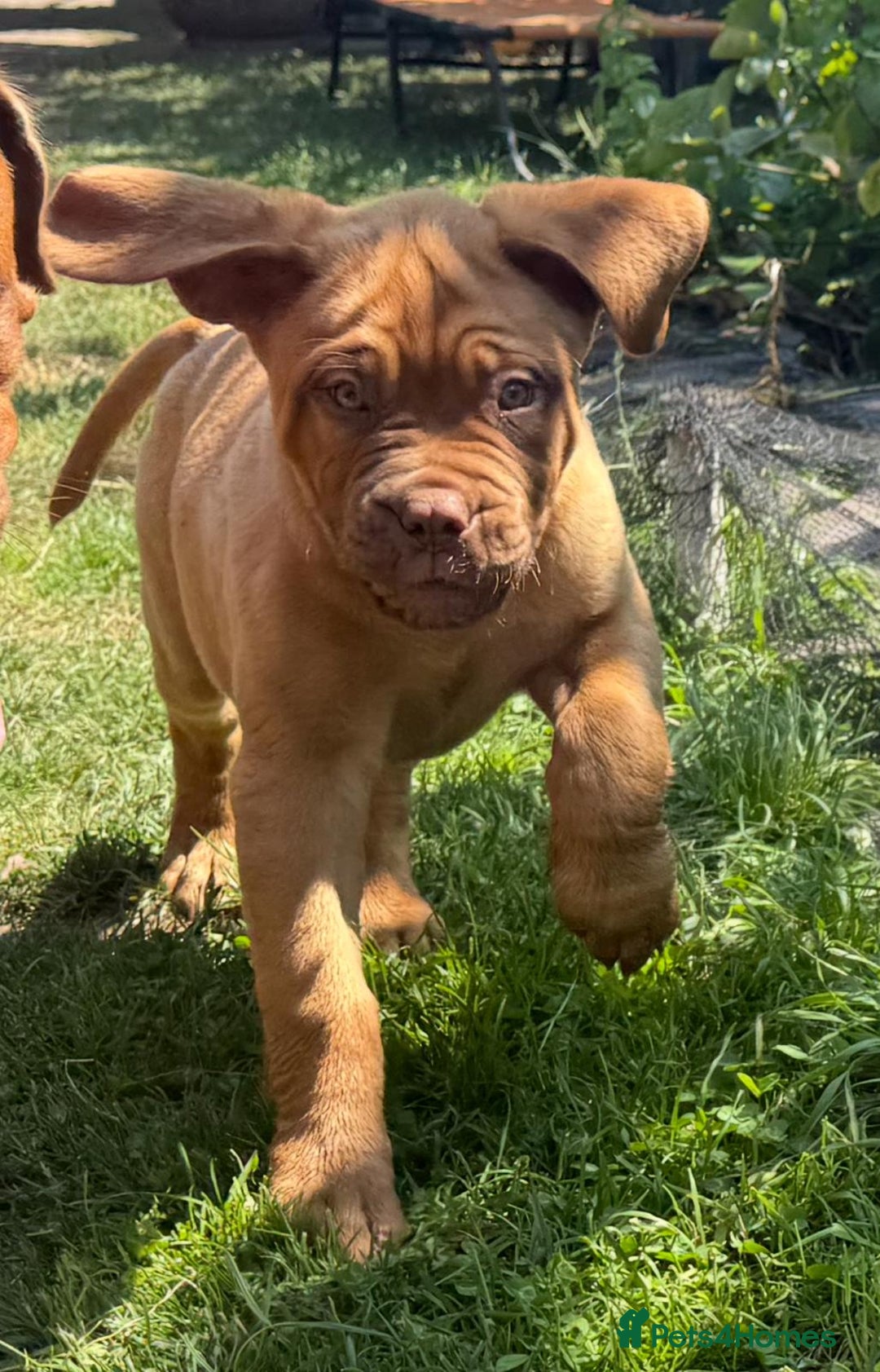 Dogue De Bordeaux dogs for sale: Ready now. KC Registered Dogue de Bordeaux Puppies - Image 1