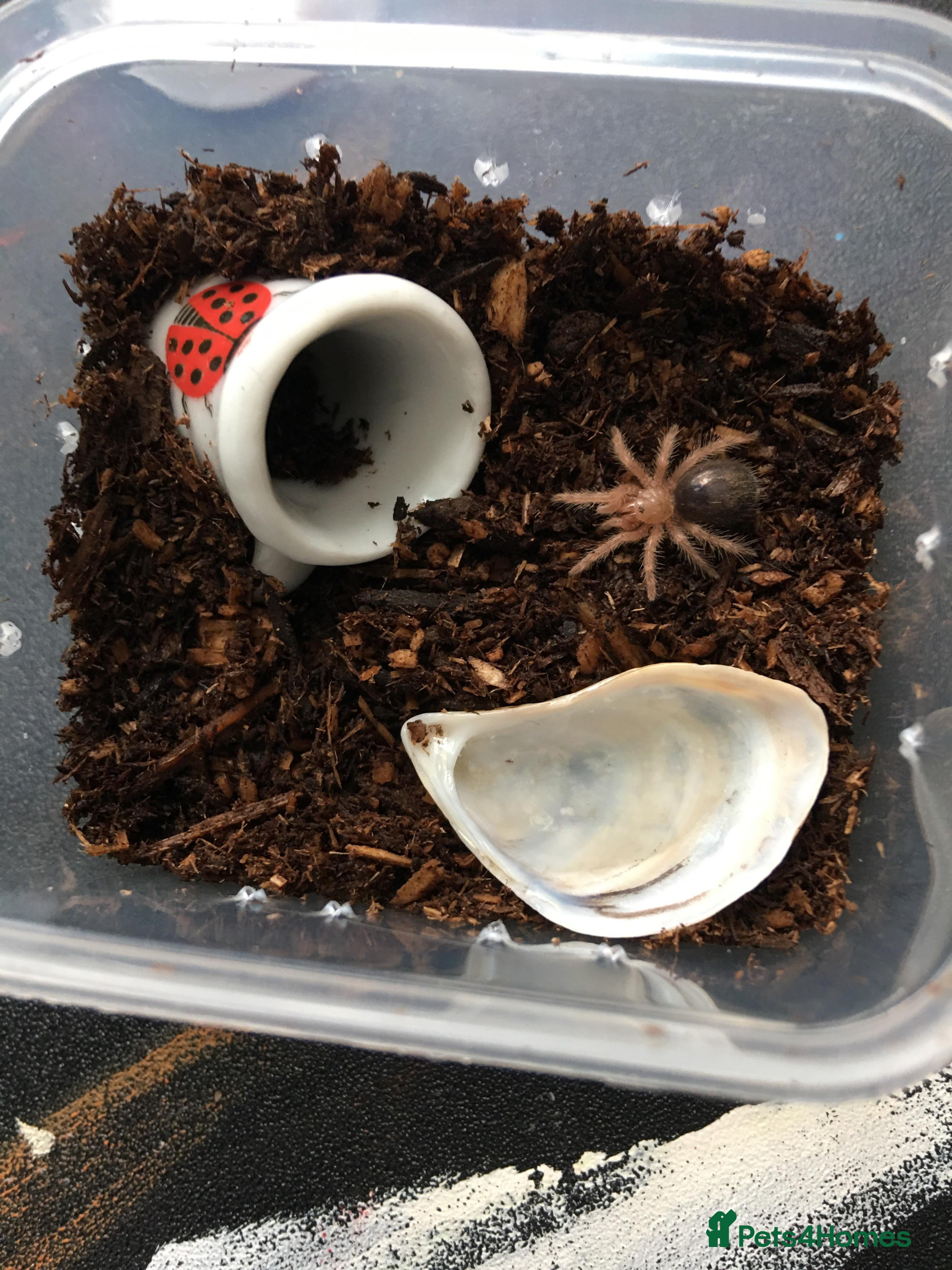 Tarantulas invertebrates Looking For Tarantula Slings - Advert 2