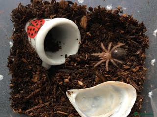 Tarantulas invertebrates Looking For Tarantula Slings - Advert 1