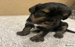 Mixed Breed dogs for sale: Schnockers  - Image 8