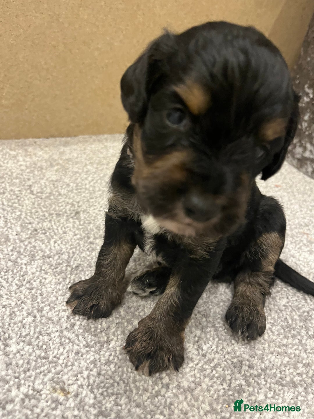 Mixed Breed dogs for sale: Schnockers  - Image 8
