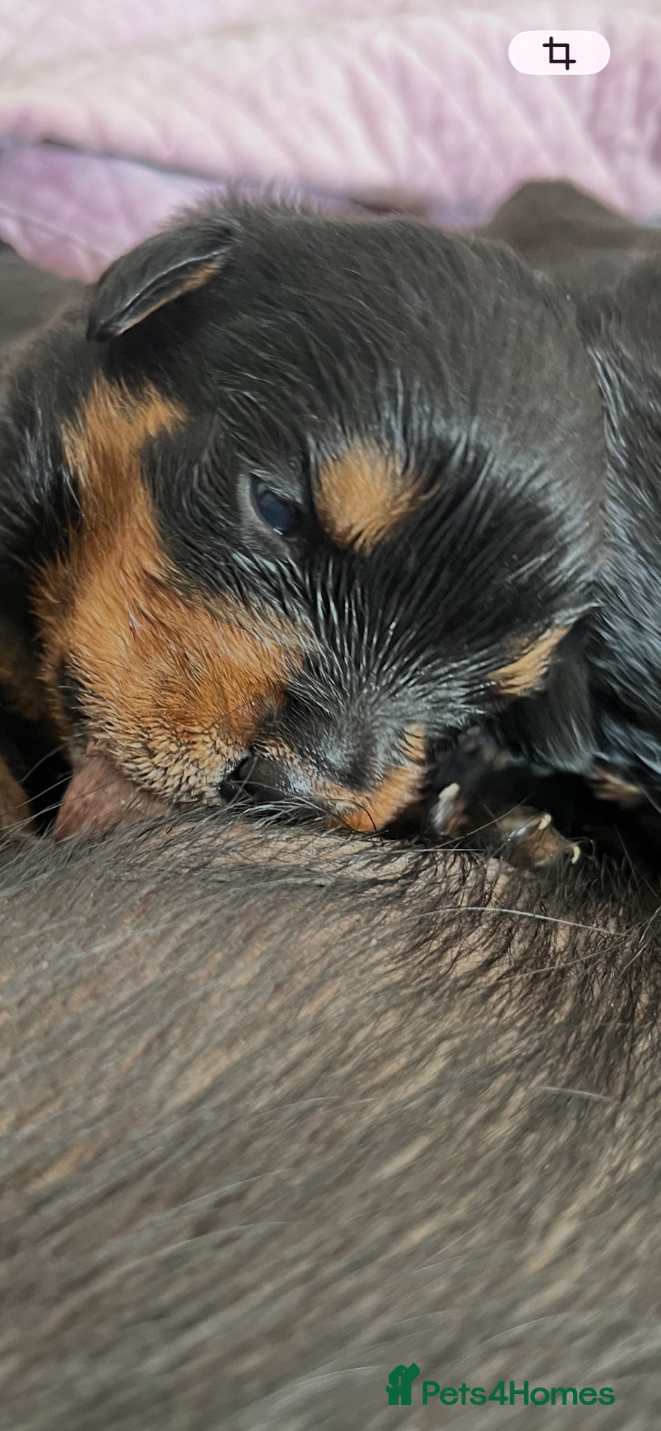 Rottweiler dogs only 2 Females left - Advert 2