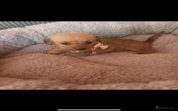 Mixed Breed dogs for sale: Dachshund x Chiwawa  - Image 8
