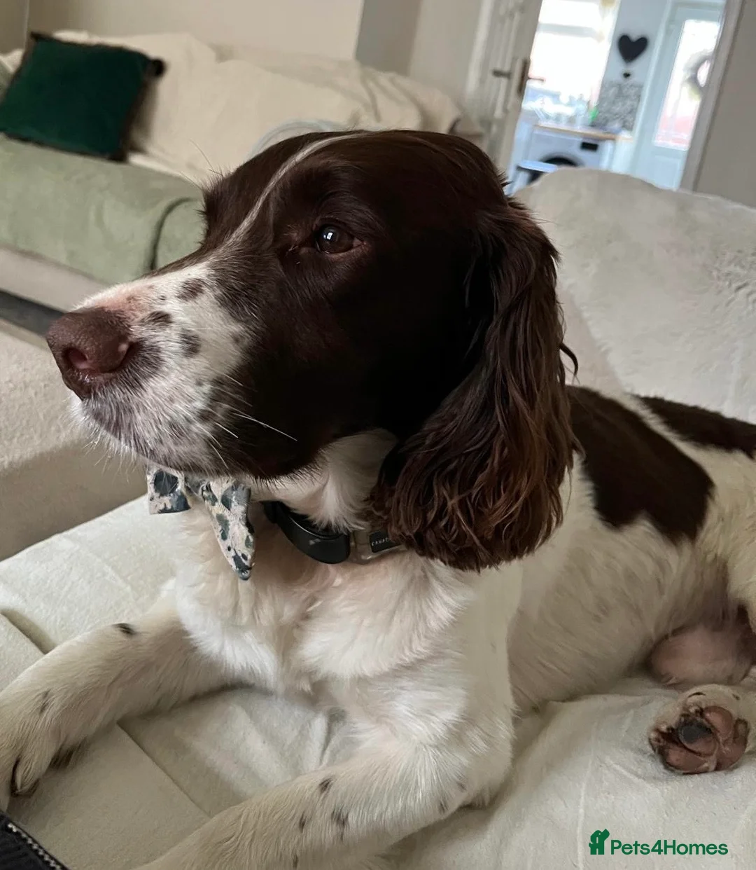 English Springer Spaniel dogs for stud: English springer spaniel  for stud *Proven* in Durham - Advert 4