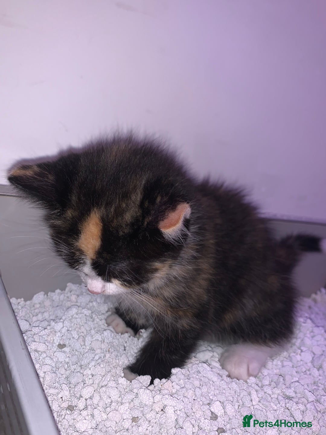 Maine Coon cats for sale: mixed breed kitten for sale  - Image 6