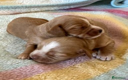 Cocker Spaniel dogs for sale: Kc cocker spaniels  - Image 14