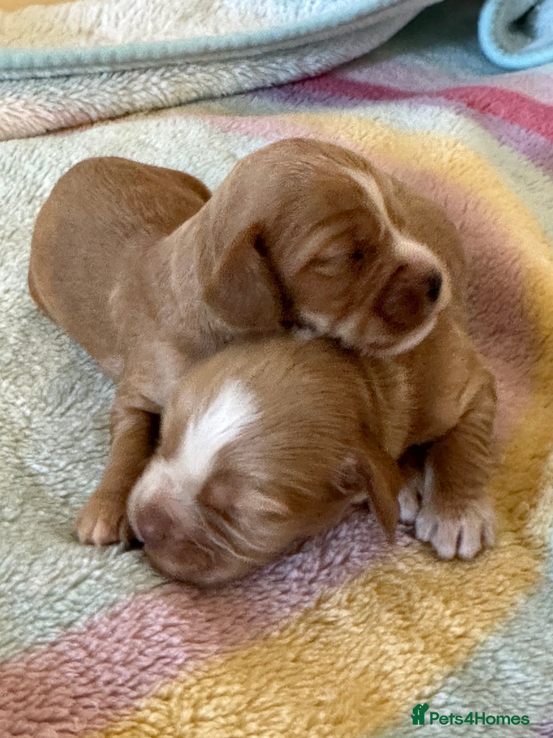 Cocker Spaniel dogs for sale: Kc cocker spaniels  - Image 14