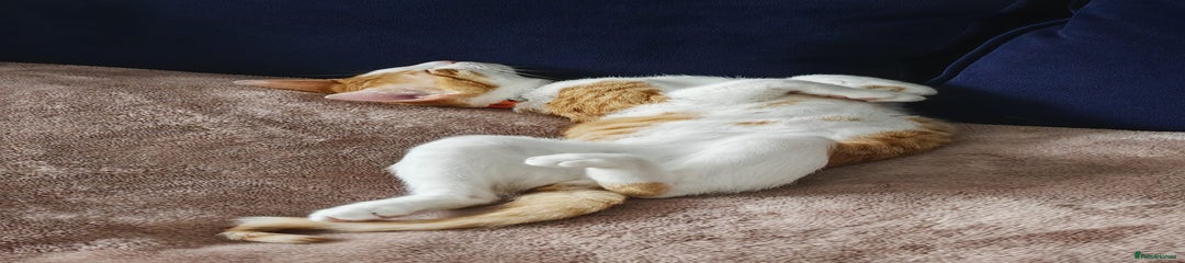 Arabian Mau Kitten 1