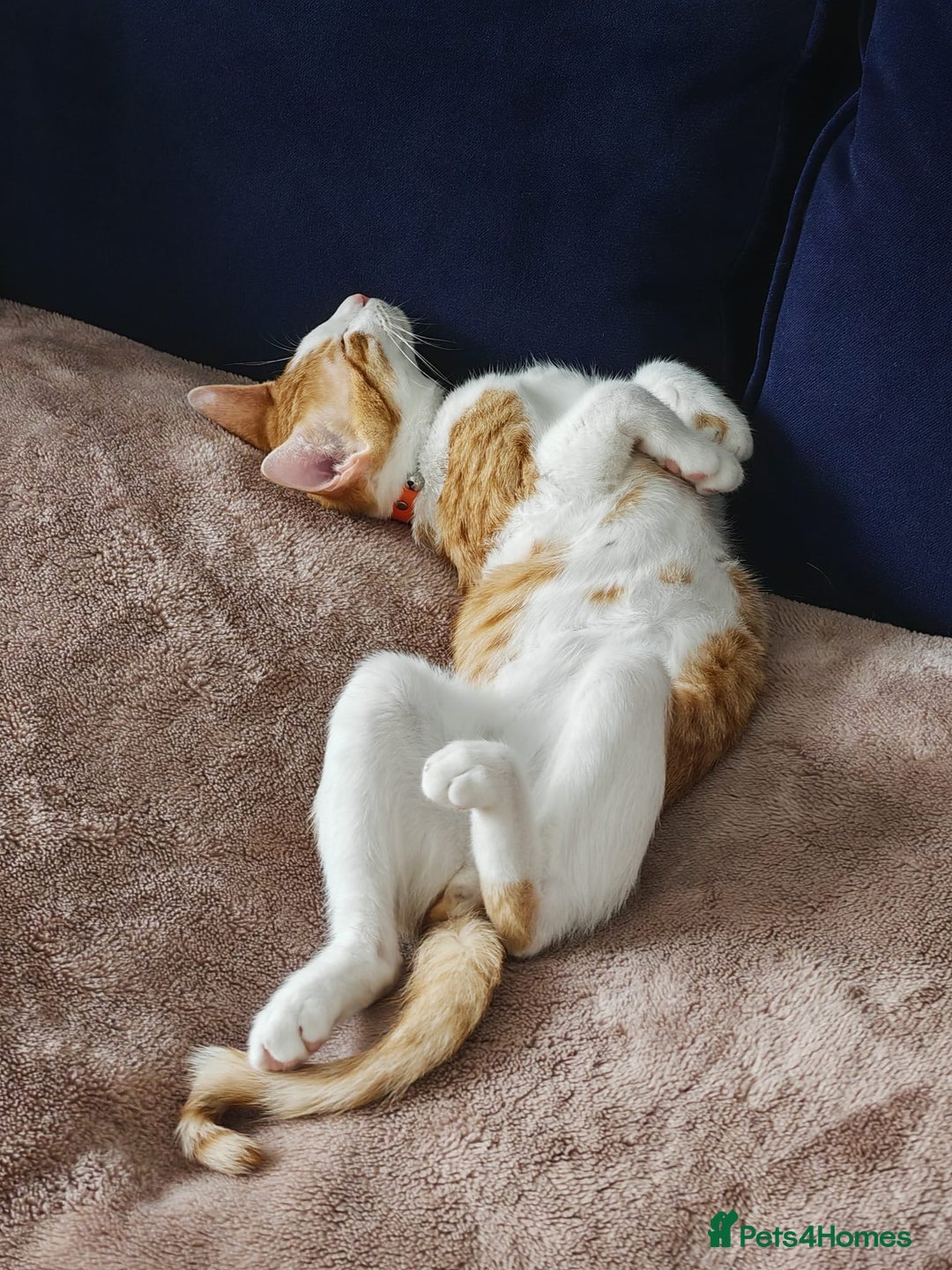 Arabian Mau cats for sale: Meet Lincoln – The 6 Month Old Arabian Mau... - Image 2
