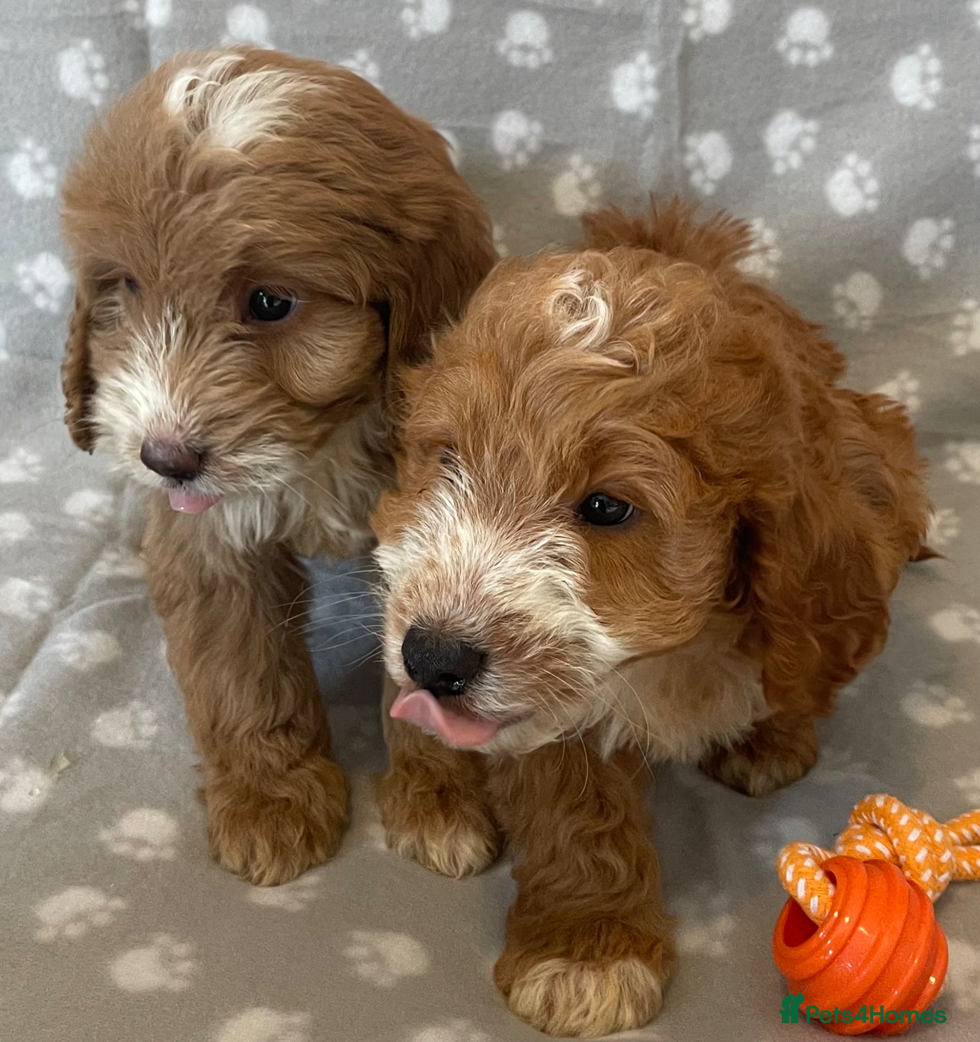 Cockapoo dogs Beautiful cockerpoo pups NOW READY - Advert 1