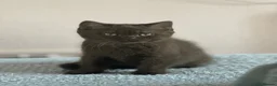 British Shorthair cats for sale: Gccf registered kittens  - Advert 5
