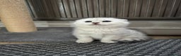 Scottish Fold cats for stud: Prada Stud ready for duties  - Advert 5