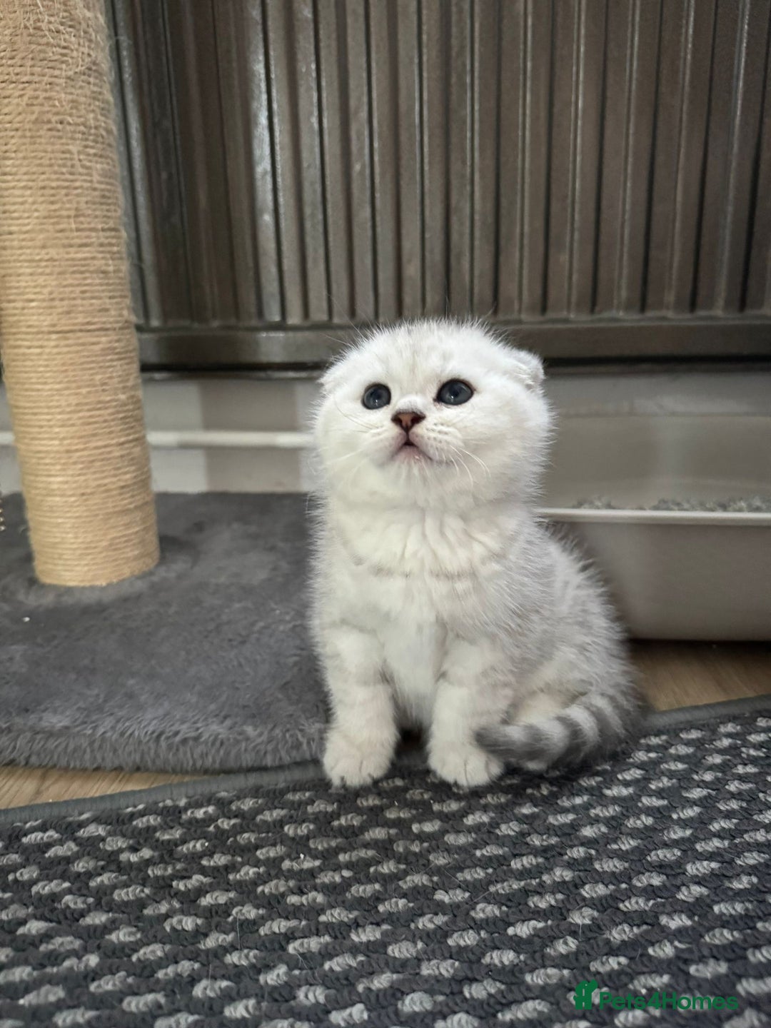 Scottish Fold cats for stud: Prada Stud ready for duties  - Advert 5