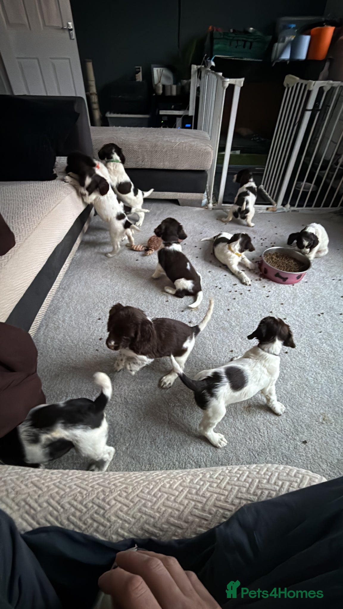 English Springer Spaniel dogs for sale: KC Registered Liver and White ESS Pups  - Advert 5