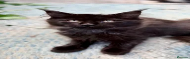 Maine Coon 3