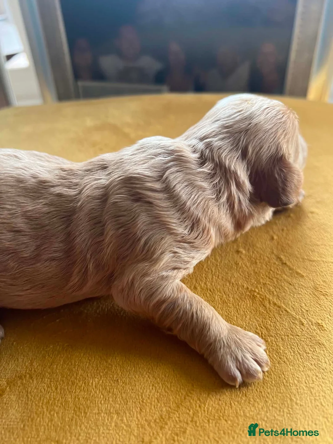 Cockapoo dogs for sale: Rare Cockapoo Puppies - Advert 21