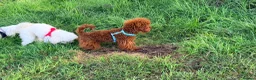 Toy Poodle dogs for stud: Asian Toy Poodle Stud - Advert 3