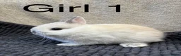Netherland Dwarf rabbits for sale: Pure bred Netherland dwarfs  - Advert 3