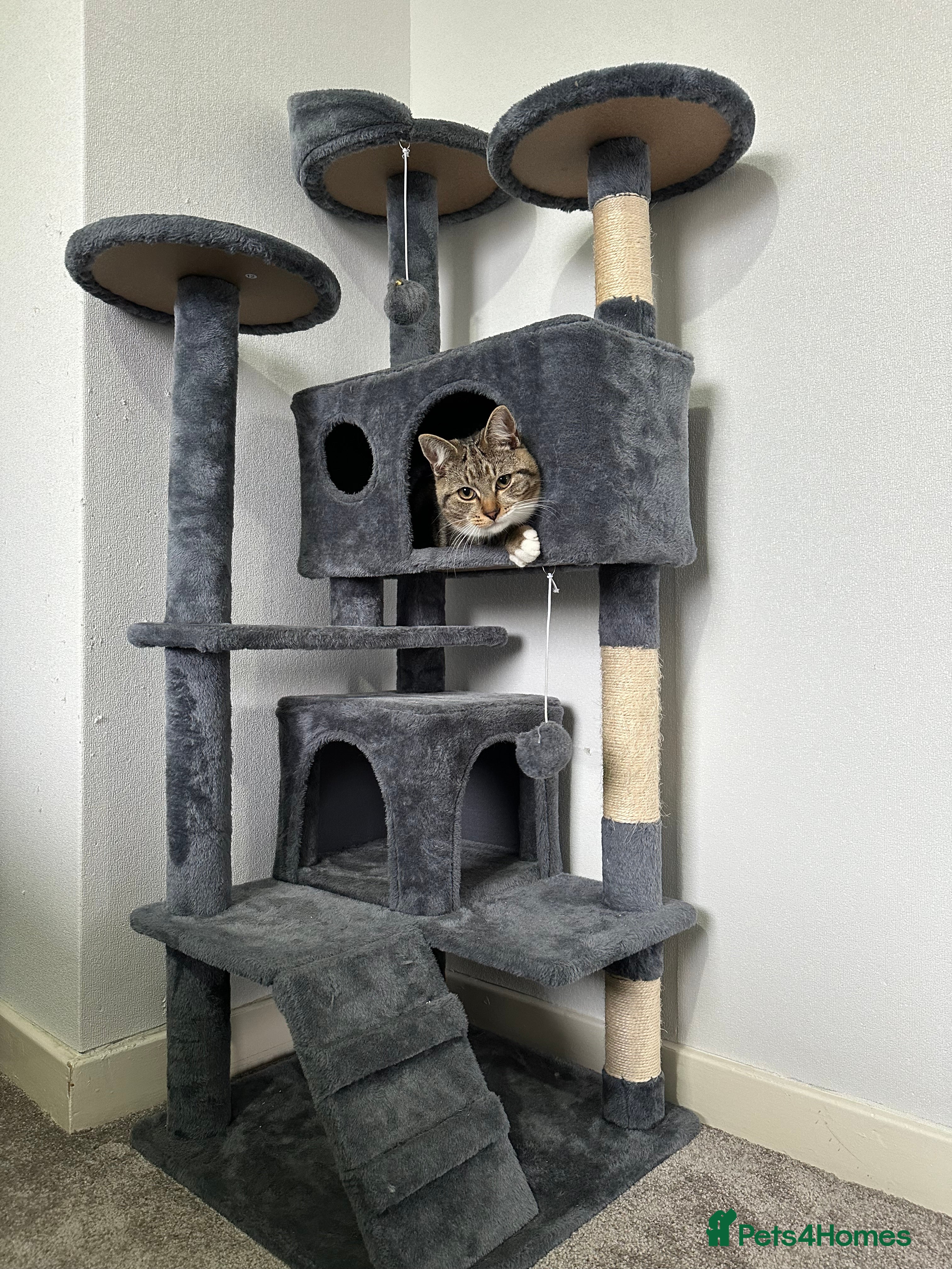 Domestic Shorthair cats New home for Rocky - Advert 1