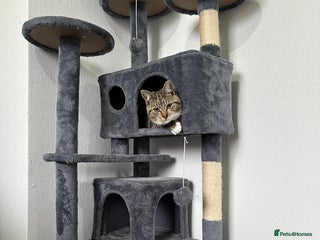 Domestic Shorthair cats New home for Rocky - Advert 1