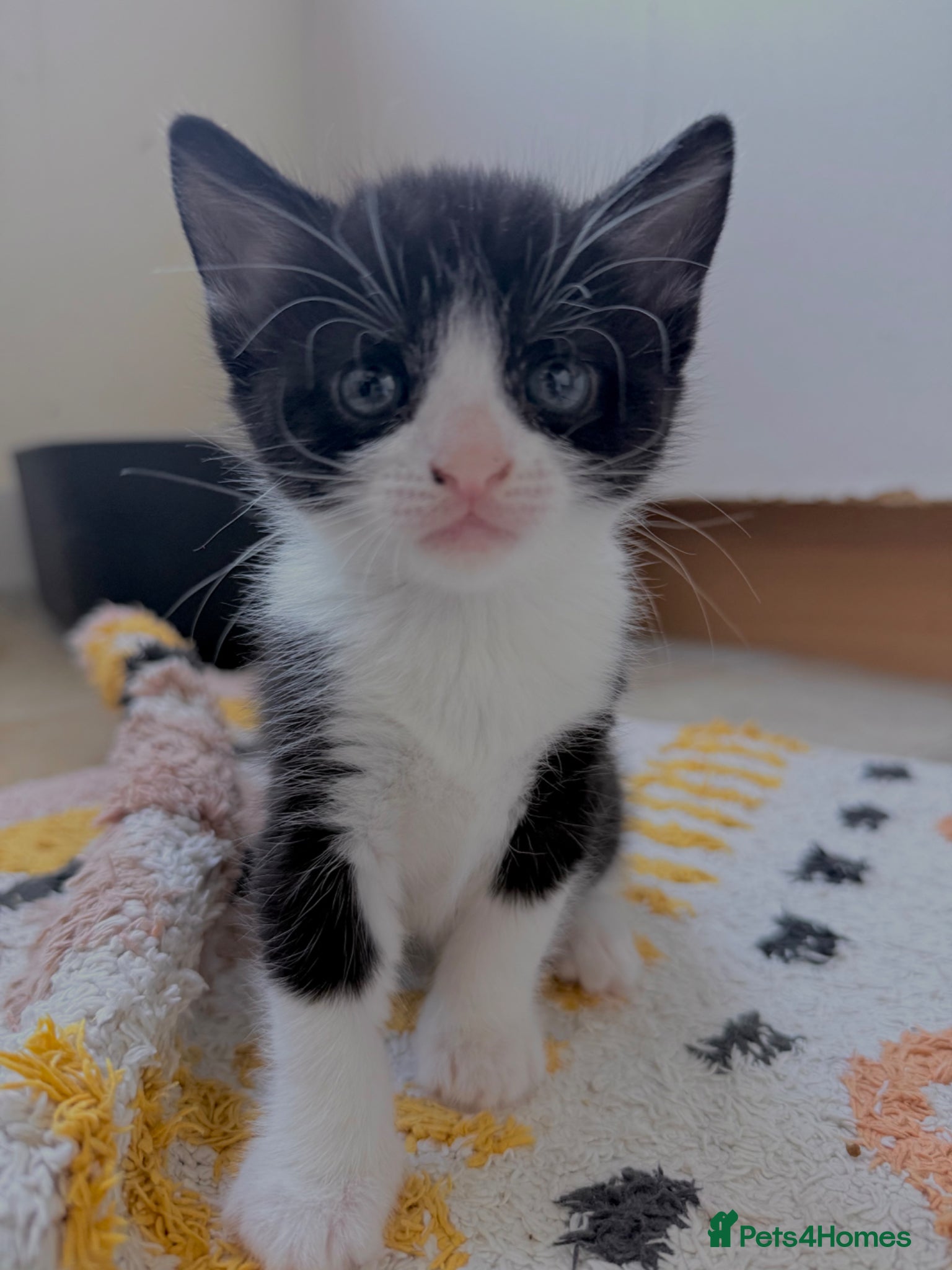 Mixed Breed cats Rare Bombay Mix Kittens🐾ready for viewing  - Advert 1