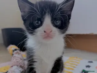 Mixed Breed cats Rare Bombay Mix Kittens🐾ready for viewing - Advert 1