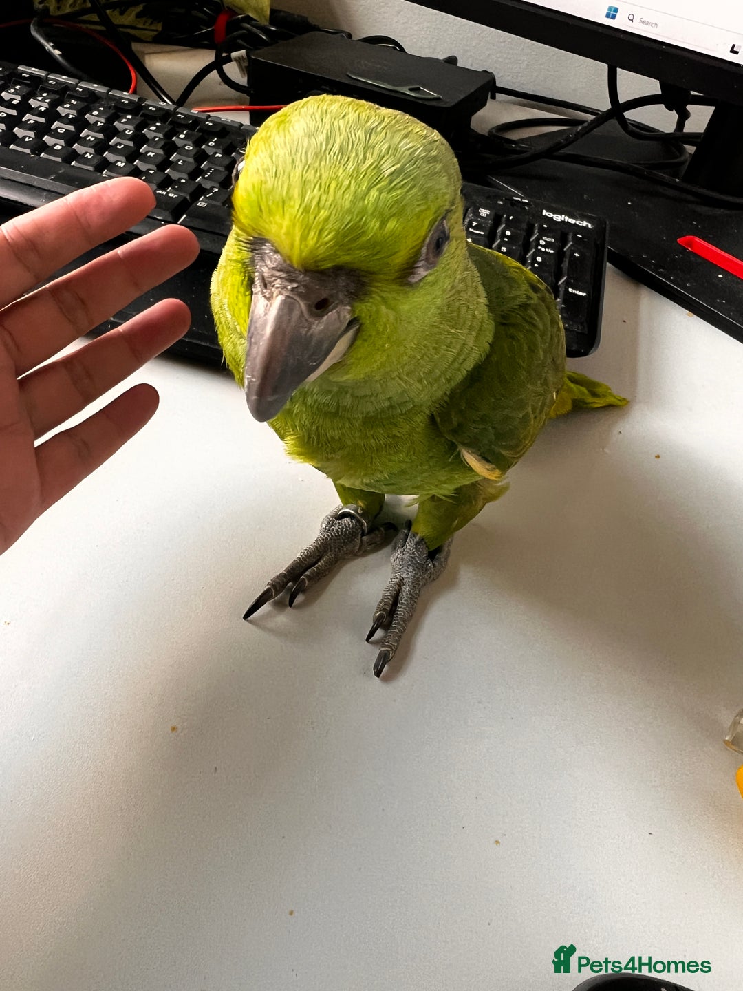 Parrots birds for sale: Yellow nape Amazon babies - Image 5
